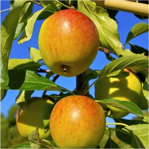 An Cox Apple Tree